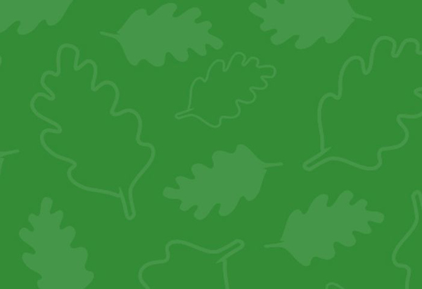 Illustrationer av eklöv mot grön bakgrund.