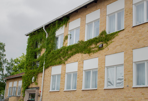 Björsäters skolas fasad, en ljus tegelbyggnad med murgröna som slingar sig uppför fasaden. 