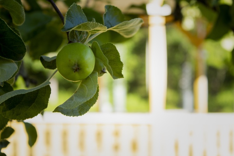 En kvist från ett äppelträd med ett grönt äpple i fokus. I bakgrunden syns en del av en paviljong.