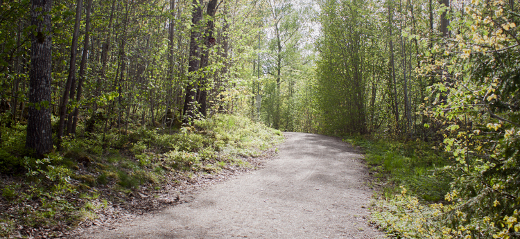 Motionsspår leder genom skog. 